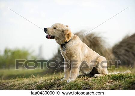 Stock Image - Golden retriever puppy panting. Fotosearch