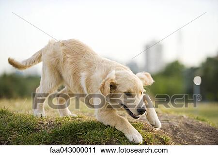 Stock Image - Golden retriever puppy playing in park. Fotosearch
