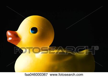 Rubber duck, on black background View Large Photo Image Stock Photo - Rubber duck, on black background. Fotosearch