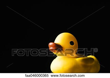 Rubber duck, on black background View Large Photo Image Stock Photography - Rubber duck, on black background. Fotosearch