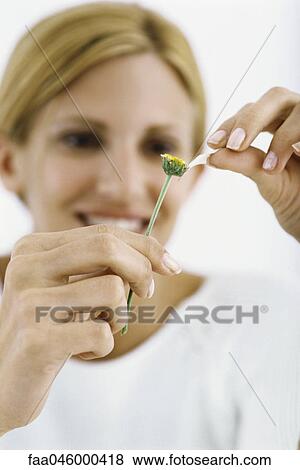 Woman picking last petal off flower View Large Photo Image Stock Photo - Woman picking last petal off flower. Fotosearch