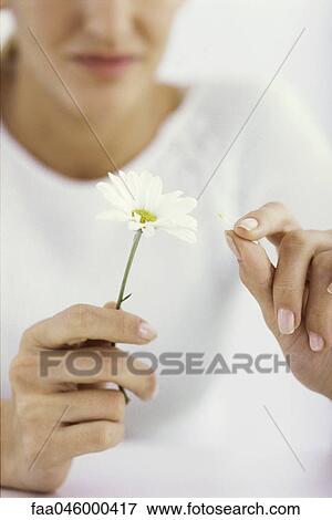 Woman picking petals off daisy, cropped View Large Photo Image Stock Photo - Woman picking petals off daisy, cropped. Fotosearch