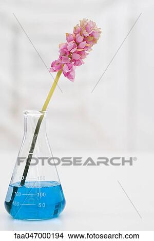 Artificial flower in beaker with blue liquid View Large Photo Image Picture - Artificial flower in beaker with blue liquid. Fotosearch