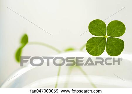Stock Photo - Four-leaf clover. Fotosearch