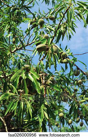 Almonds growing on tree, close-up View Large Photo Image Stock Photograph - Almonds growing on tree, close-up. Fotosearch