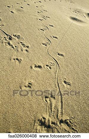 Animal tracks in sand, full frame View Large Photo Image Stock Photo - Animal tracks in sand, full frame. Fotosearch