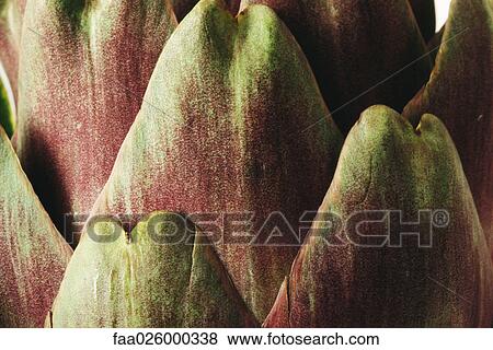 Artichoke, extreme close-up View Large Photo Image Stock Photo - Artichoke, extreme close-up. Fotosearch