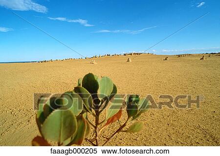 Australia, Pinnacles Desert View Large Photo Image Stock Photography - Australia, Pinnacles Desert. Fotosearch