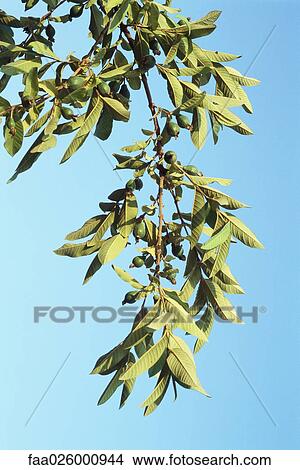 Avocados growing on tree branch, close-up, low angle view View Large Photo Image Picture - Avocados growing on tree branch, close-up, low angle view. Fotosearch