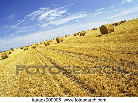 Bales of hay in field View Large Photo Image Stock Photography - Bales of hay in field. Fotosearch