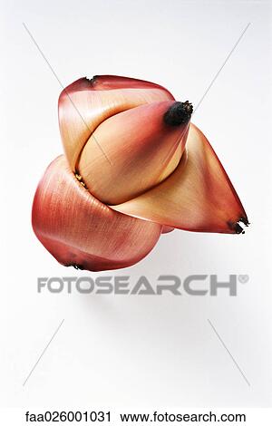 Banana flower, close-up, high angle view View Large Photo Image Stock Image - Banana flower, close-up, high angle view. Fotosearch