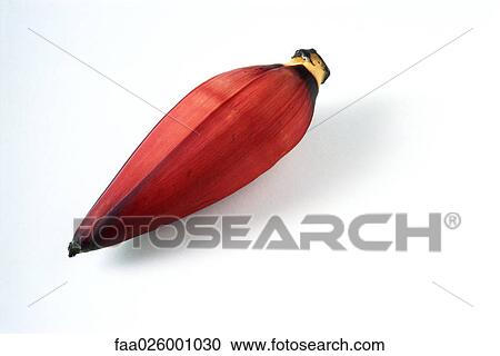 Banana flower, close-up View Large Photo Image Stock Image - Banana flower, close-up. Fotosearch