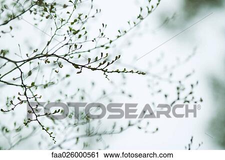 Bare tree branch with new leaf buds View Large Photo Image Stock Image - Bare tree branch with new leaf buds. Fotosearch