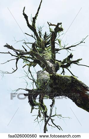 Bare tree branch with Spanish moss, low angle view View Large Photo Image Stock Image - Bare tree branch with Spanish moss, low angle view. Fotosearch
