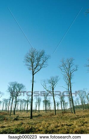 Bare trees View Large Photo Image Stock Image - Bare trees. Fotosearch