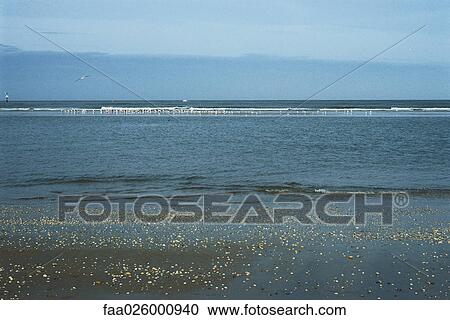 Stock Image - Beach with scattered seashells, gulls in background. Fotosearch