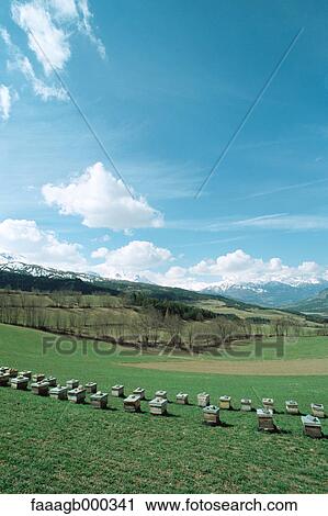 Beehives in field View Large Photo Image Stock Image - Beehives in field. Fotosearch