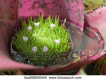 Bromeliad View Large Photo Image Picture - Bromeliad. Fotosearch