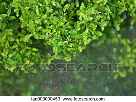 Bush, partial view View Large Photo Image Stock Image - Bush, partial view. Fotosearch