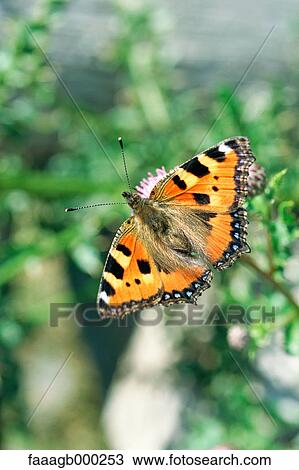 Butterfly View Large Photo Image Stock Image - Butterfly. Fotosearch