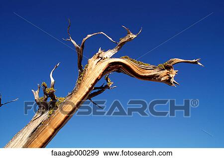 California, Yosemite National Park, dead tree View Large Photo Image Stock Photo - California, Yosemite National Park, dead tree. Fotosearch