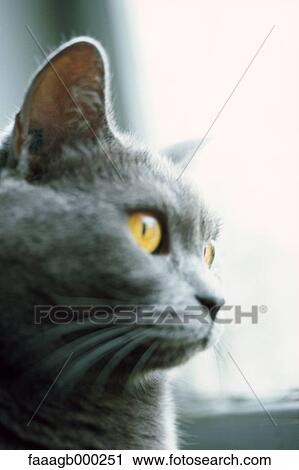 Cat View Large Photo Image Stock Image - Cat. Fotosearch