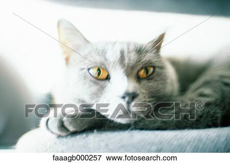 Cat View Large Photo Image Stock Photo - Cat. Fotosearch