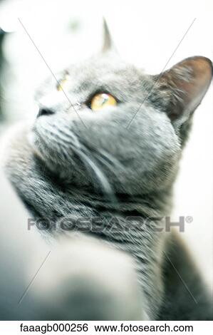 Cat View Large Photo Image Stock Photograph - Cat. Fotosearch