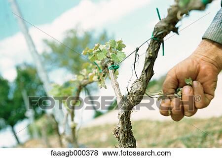 Checking grapevine View Large Photo Image Stock Photo - Checking grapevine. Fotosearch