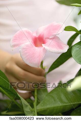 Stock Image - Child holding mandevilla bloom. Fotosearch
