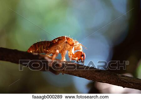 Cicada molting View Large Photo Image Stock Photo - Cicada molting. Fotosearch