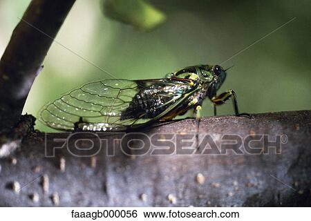 Cicada View Large Photo Image Stock Photograph - Cicada. Fotosearch