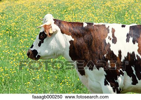 Cow in field, side view View Large Photo Image Stock Image - Cow in field, side view. Fotosearch
