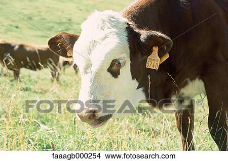 Cow in pasture View Large Photo Image Picture - Cow in pasture. Fotosearch
