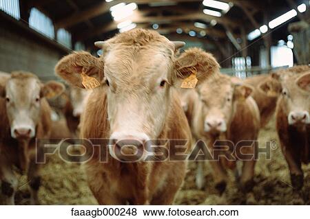 Cows inside barn View Large Photo Image Stock Photo - Cows inside barn. Fotosearch