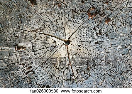 Cracked tree stump, extreme close-up View Large Photo Image Stock Image - Cracked tree stump, extreme close-up. Fotosearch