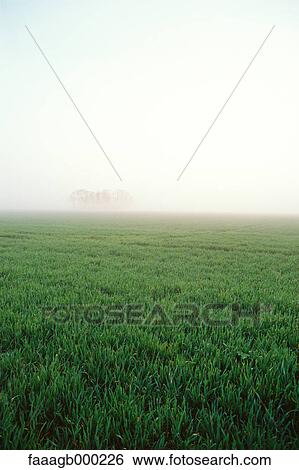 Stock Photograph - Crop field in early morning mist. Fotosearch