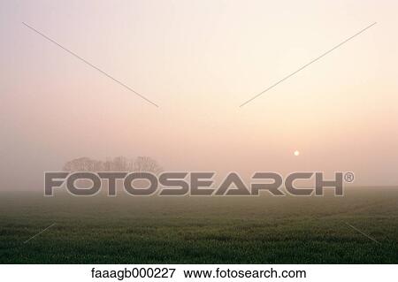 Crop field in sunrise mist View Large Photo Image Stock Photo - Crop field in sunrise mist. Fotosearch
