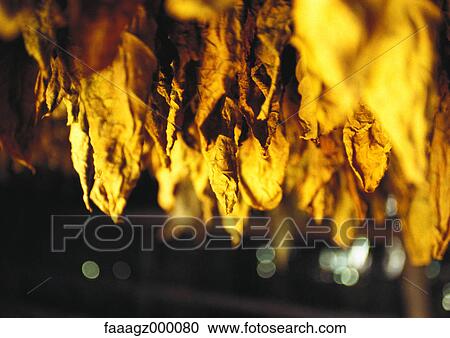 Cuba, Havana, tobacco leaves hanging to dry View Large Photo Image Stock Image - Cuba, Havana, tobacco leaves hanging to dry. Fotosearch