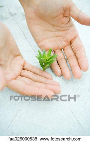 Cupped hands next to seedling growing in sand, cropped view View Large Photo Image Stock Photo - Cupped hands next to seedling growing in sand, cropped view. Fotosearch