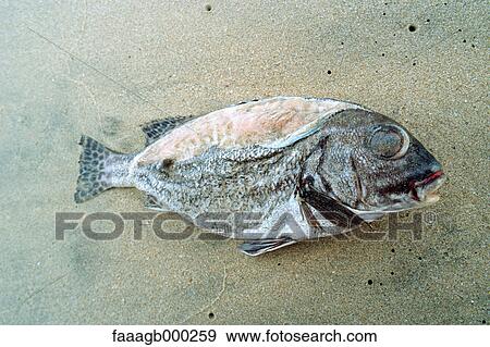Dead fish on beach View Large Photo Image Stock Photo - Dead fish on beach. Fotosearch
