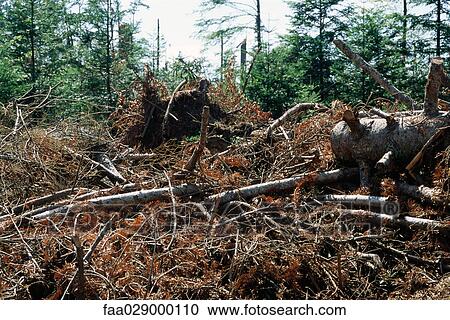 Deforested scene View Large Photo Image Stock Image - Deforested scene. Fotosearch