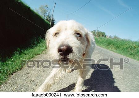 Dog View Large Photo Image Stock Image - Dog. Fotosearch