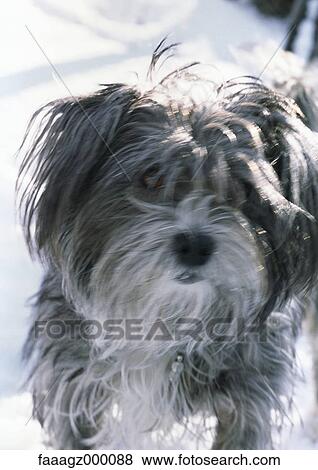 Dog View Large Photo Image Stock Photo - Dog. Fotosearch