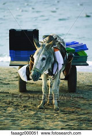 Donkey cart View Large Photo Image Stock Image - Donkey cart. Fotosearch