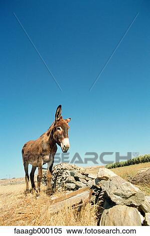 Donkey View Large Photo Image Stock Photography - Donkey. Fotosearch