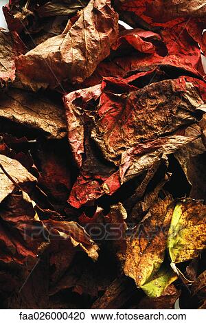 Dried autumn leaves, close-up, full frame View Large Photo Image Stock Image - Dried autumn leaves, close-up, full frame. Fotosearch