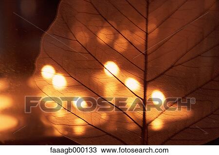 Dried leaf in front of candles View Large Photo Image Stock Image - Dried leaf in front of candles. Fotosearch