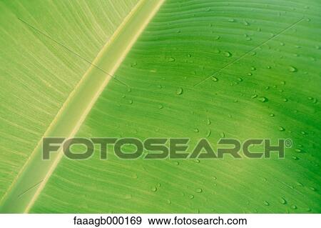 Stock Photo - Drops of water on banana leaf, close-up. Fotosearch