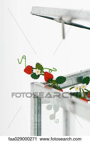 Stock Image - Fake strawberries emerging from glass box. Fotosearch